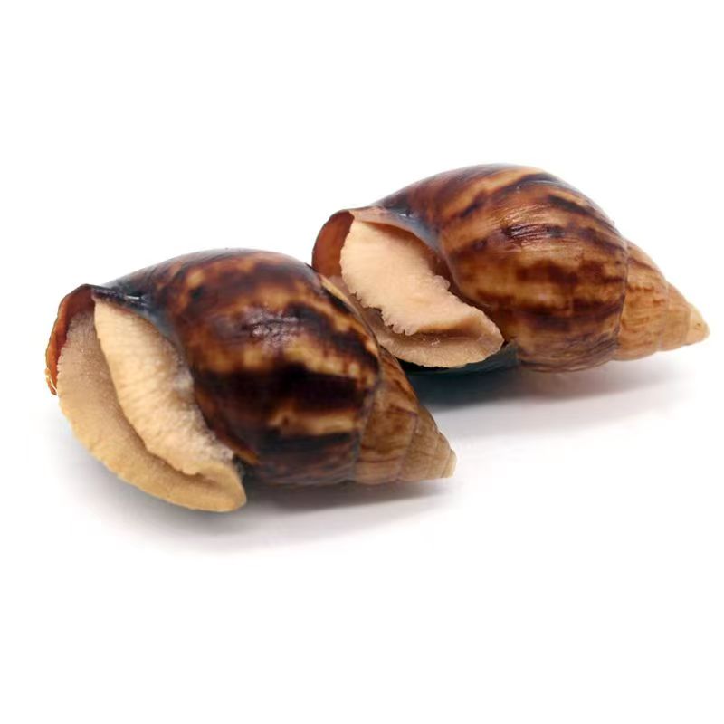 冷冻白玉蜗牛肉粒