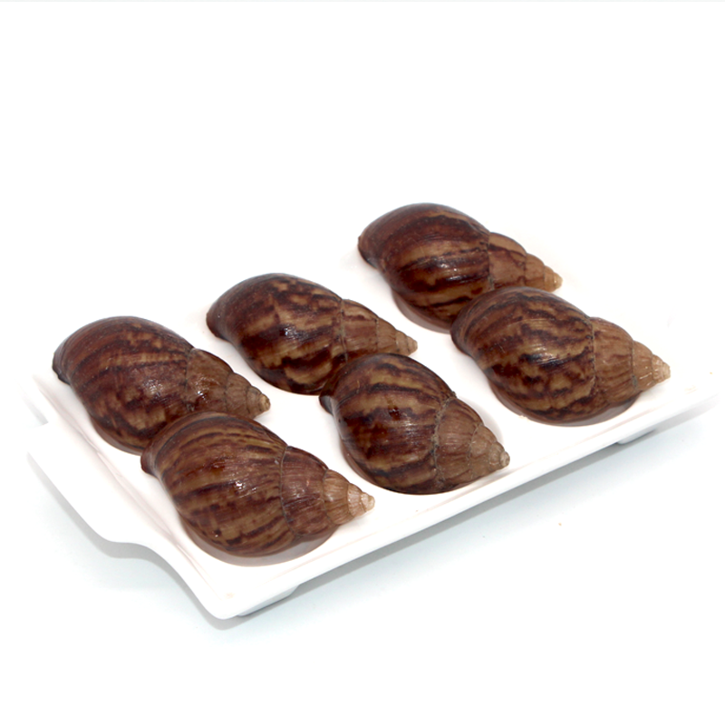 白玉蜗牛壳 法式蜗牛壳（20只）贝壳 西
